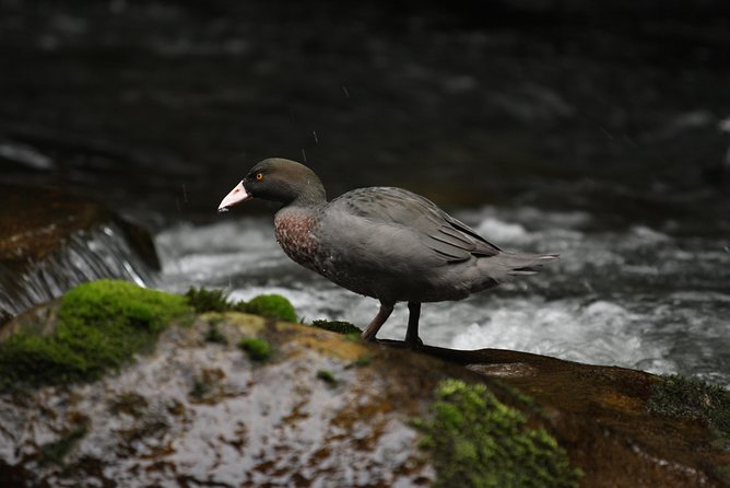 One Day Birding Adventure - Who will enjoy this experience most