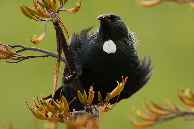 One Day Birding Adventure - Whirinaki Forest and the first search