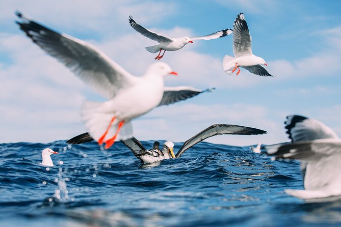 Otago Harbour Wildlife Cruise (Dunedin Shore Excursion) - Taiaroa Head and its royal albatross