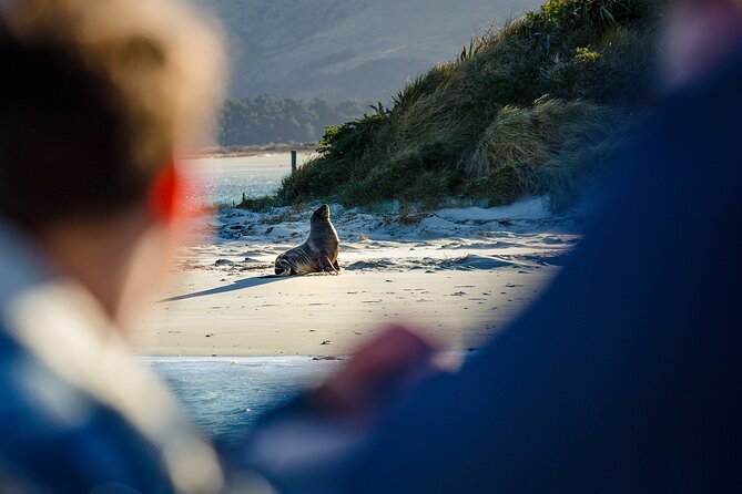 Otago Harbour Wildlife Cruise (Dunedin Shore Excursion) - Otago Harbour’s bays, islands, and working coast