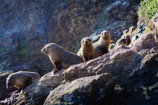 Otago Harbour Wildlife Cruise (Dunedin Shore Excursion) - Jackets, binoculars, tea, and sensible comfort