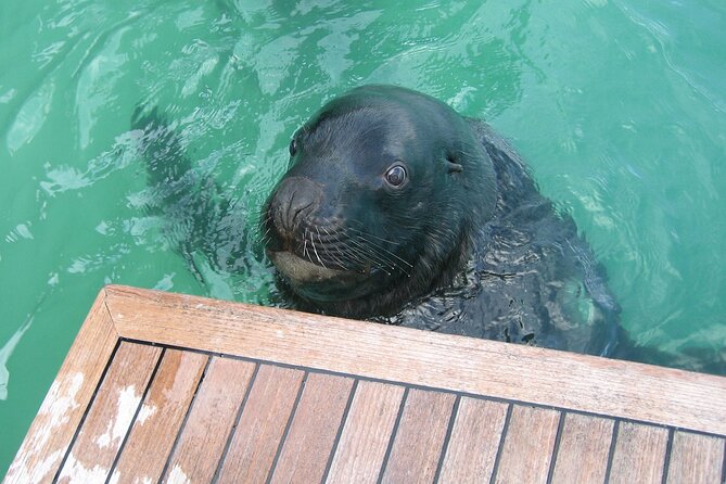 Otago Harbour Wildlife Cruise (Dunedin Shore Excursion) - Is $86.88 a fair price?