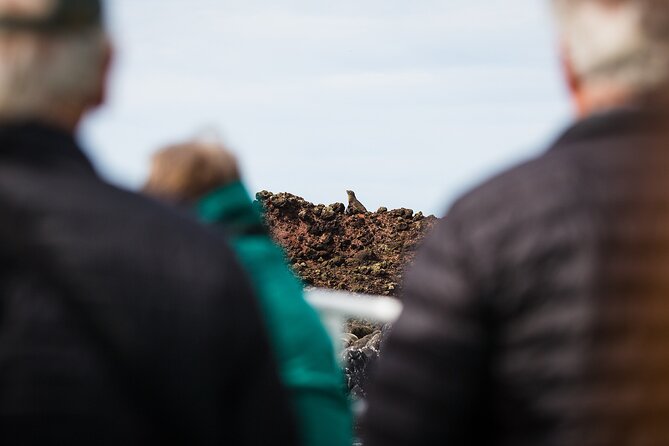 Otago Harbour Wildlife Cruise (Dunedin Shore Excursion) - Timing, cancellation, and cruise-day planning