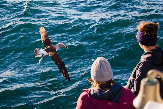 Otago Harbour Wildlife Cruise (Dunedin Shore Excursion) - Fur seals, sea lions, penguins, and busy birdlife