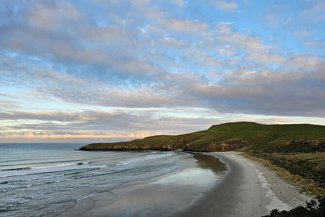 Otago Peninsula In-Depth Tour & Blue Penguins Pukekura Experience - Waiting for the little blue penguins