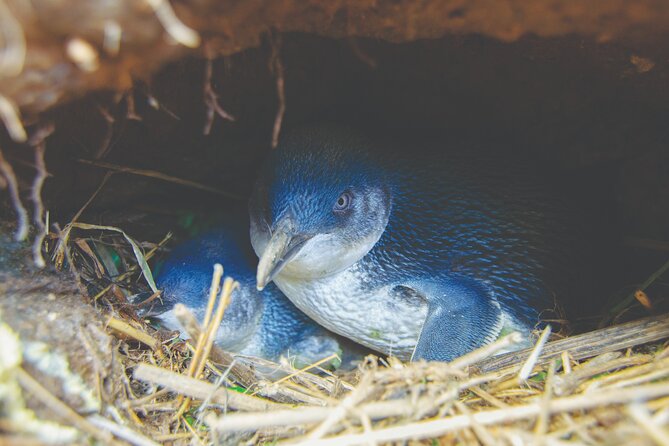 Otago Peninsula In-Depth Tour & Blue Penguins Pukekura Experience - How much wildlife can you expect?
