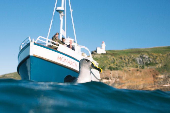 Otago Peninsula In-Depth Tour & Blue Penguins Pukekura Experience - Getting back to Dunedin after dark