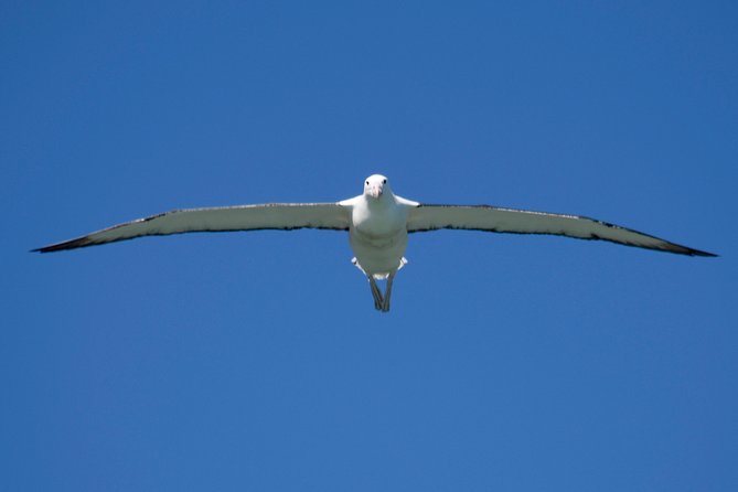 Otago Peninsula Scenery and Dunedin City Highlights Tour - Key points to know before booking