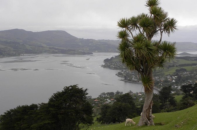 Otago Peninsula Tour and Larnach Castle City Sights (min 4 ) - A six-hour introduction to Dunedin