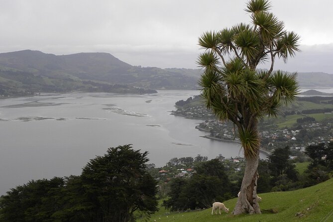 Otago Peninsula Tour and Larnach Castle City Sights (min 4 ) - Signal Hill gives you Dunedin from above