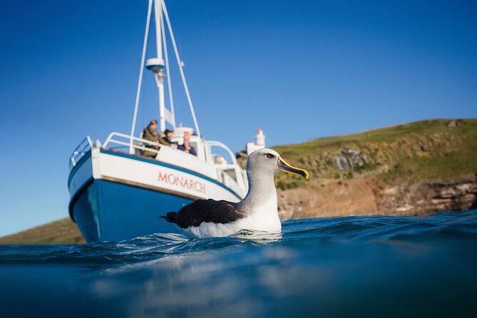 Otago Peninsula Wildlife Cruise with Monarch - Why the Otago Peninsula is such a good wildlife setting