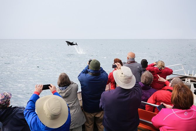 Otago Peninsula Wildlife Cruise with Monarch - Taiaroa Head and the royal albatross colony