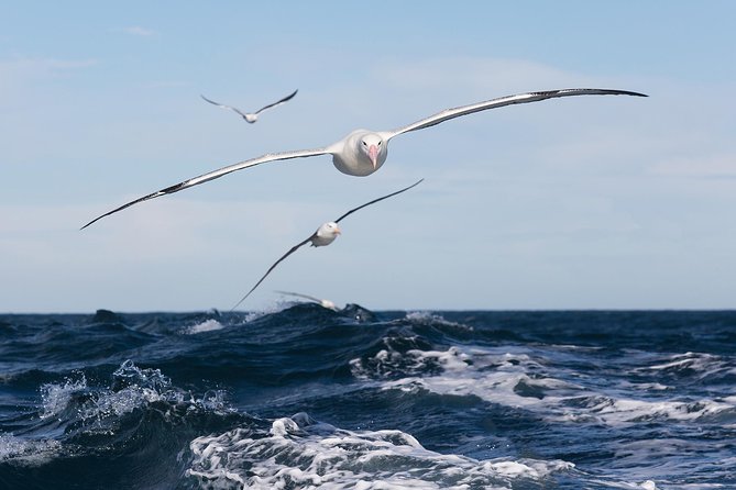 Otago Peninsula Wildlife Cruise with Monarch - Price, group size, and overall value