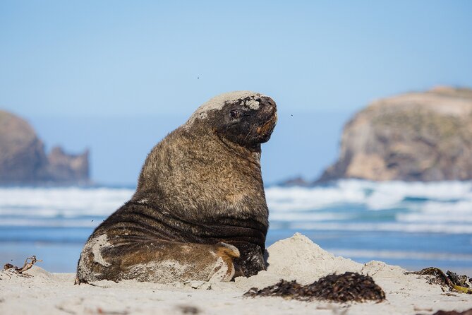Otago Peninsula Wildlife Tour & Cruise - Scenic roads across the peninsula