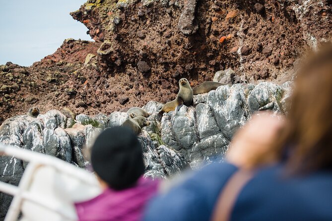 Otago Peninsula Wildlife Tour & Cruise - Is $142.73 a fair price?