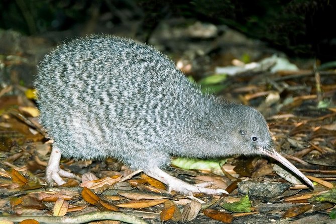 Overnight Experience Tour on Kapiti Island - Key things to know before booking