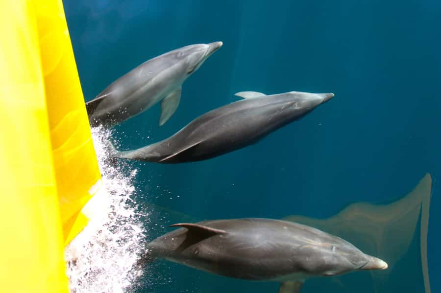 Paihia: Bay of Islands Dolphin Eco Cruise & Island Stopover - Key points to know before you book