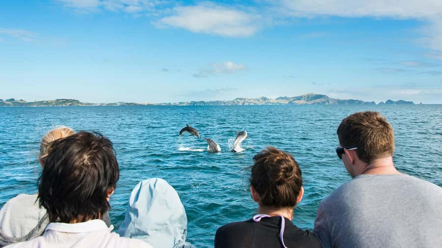 Paihia: Bay of Islands Dolphin Eco Cruise & Island Stopover - Dolphins, whales, seals, and birdlife