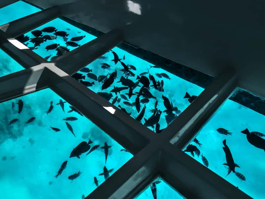 Paihia: Glass Bottom Boat Tour to the Hole in the Rock - Deep Water Cove and the Okahu Passage