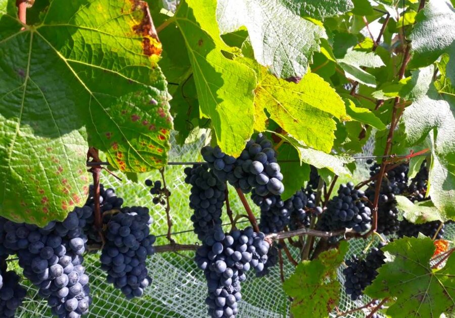 Paihia or Kerikeri: Wine, Spirit, & Craft Beer Tour - The alternate route needs a quick check