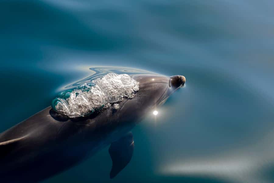 Paihia/Russell: Hole in the Rock, Dolphins & Island Cruise - Key points to know before you go