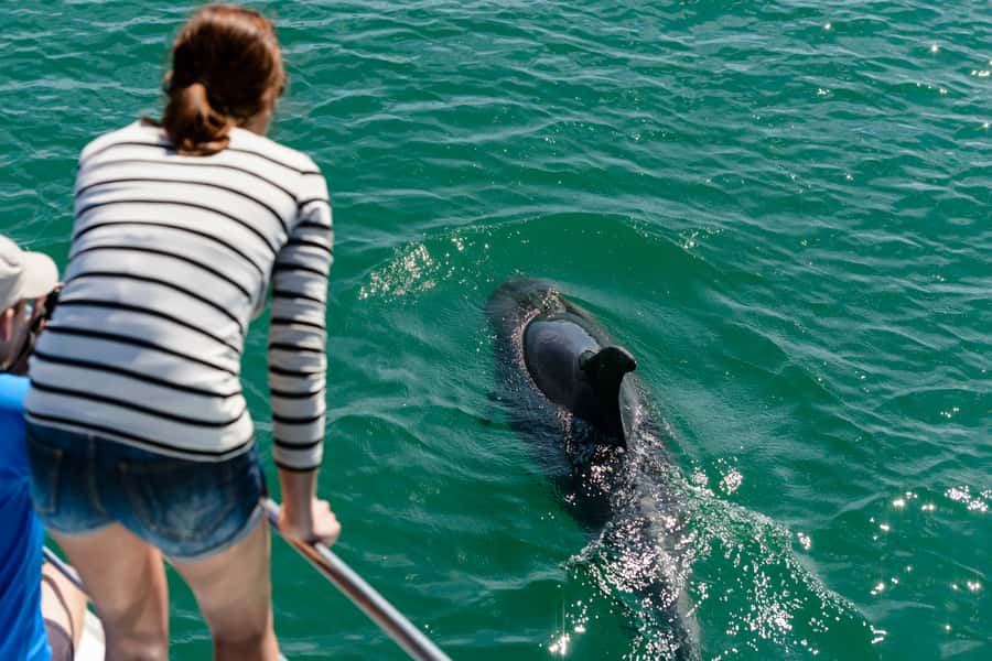 Paihia/Russell: Hole in the Rock, Dolphins & Island Cruise - Who will enjoy this cruise most