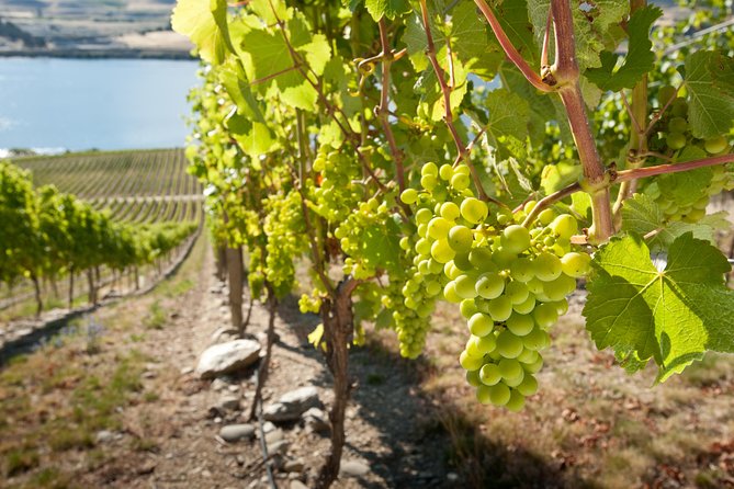Picton Cruise Ship Shore Excursion Marlborough Wine Tour - Four or five wineries, with room for variety