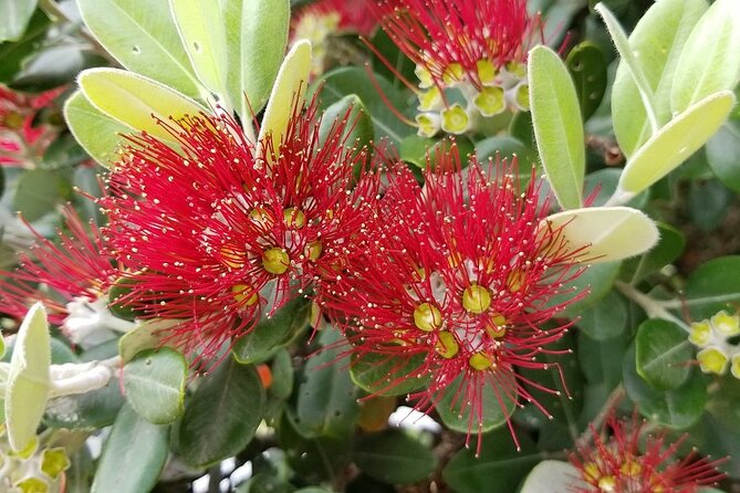 Piha Waitakere Rainforest Wine Tour from Auckland - Soljans Estate, lunch, and Auckland wine