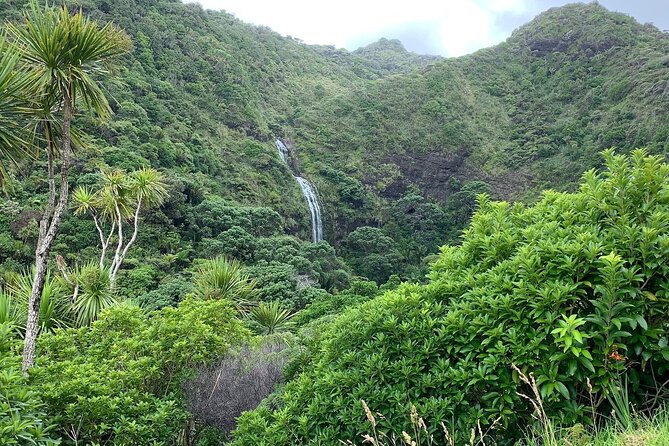 Piha Waitakere Rainforest Wine Tour from Auckland - Group size, timing, and comfort