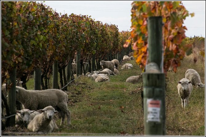 Premium 4 -Best Wineries Napier Hawke's Bay Tour, 5.5h - 6Hours - A historic estate with polished tastings
