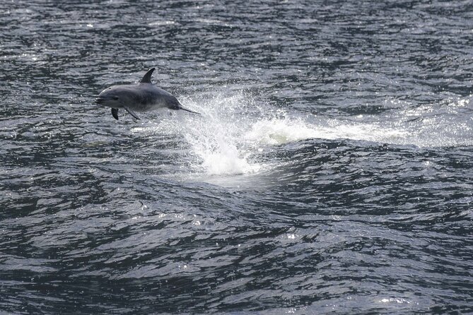 Premium Milford Sound Cruise Including Lunch - Who will enjoy this cruise most?