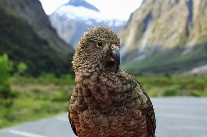 Premium Milford Sound Tour, Cruise & Lunch from Te Anau - Two hours on Milford Sound with Mitre Peak overhead