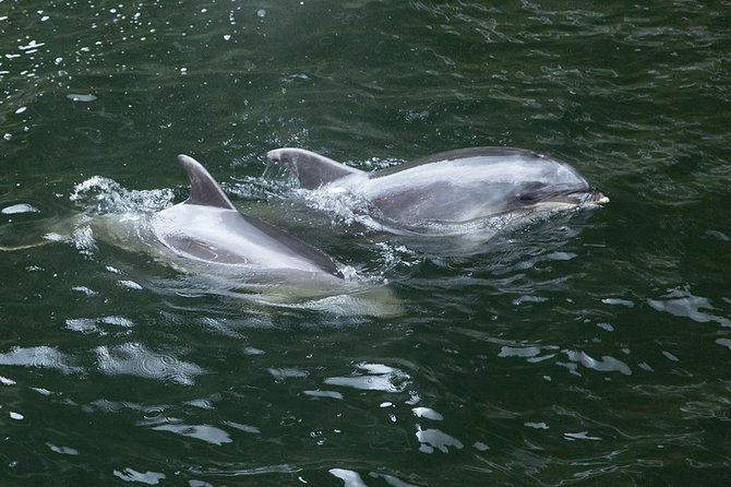 Premium Milford Sound Tour, Cruise & Lunch from Te Anau - What the guides add to a long day