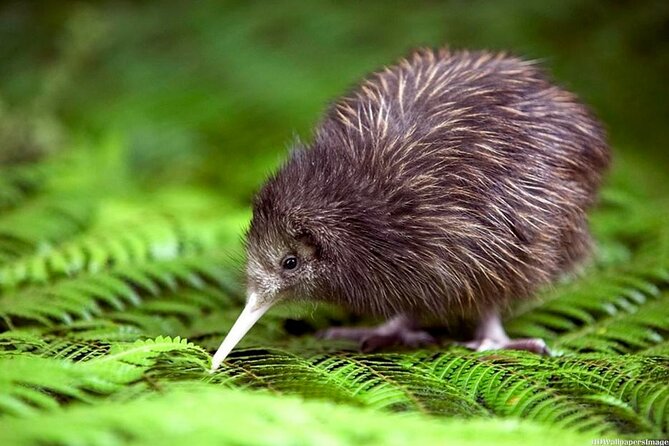 Private 3 Days Tour From Auckland: Hobbiton, Hamilton, Rotorua & Waitomo Caves - Waitomo and Otorohanga: a quieter afternoon underground