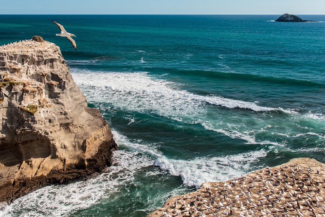 Private Auckland's West Coast - Piha/ Muriwai - Wild West Tour - Why Auckland’s west coast feels so different