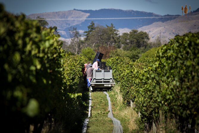 Private Driving Wine Tour (full day) in the Marlborough Region - How much can you really do in six and a half hours?