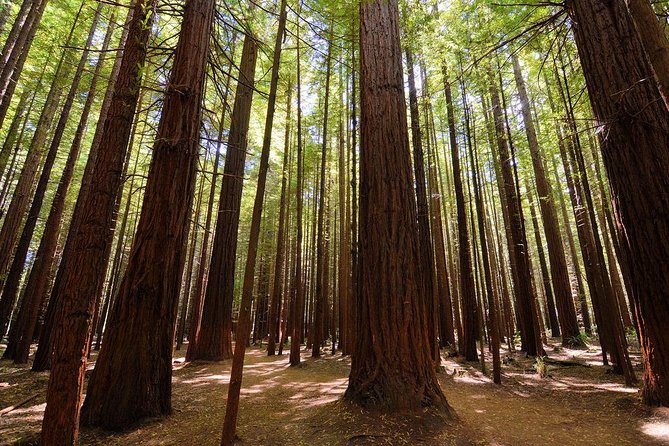 Private Full-Day Rotorua Tour from Auckland - The long road from Auckland to Rotorua