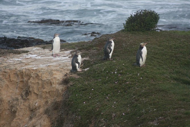 Private Guided Tour of Dunedin City Heritage and Unique Wildlife and Scenery - Why a private Dunedin tour makes sense