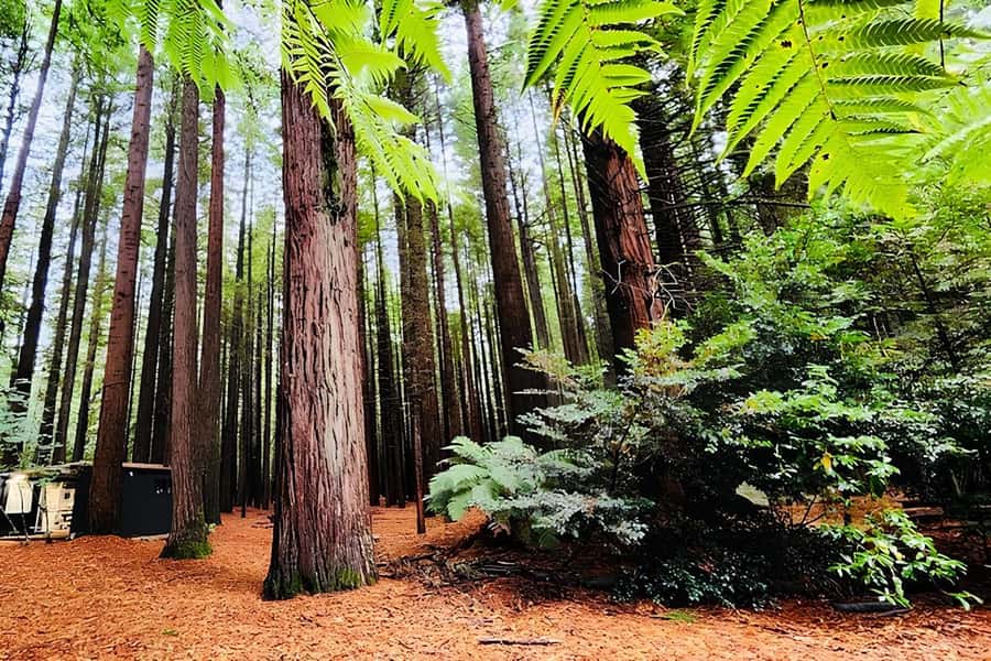 Private Hobbiton & BlueSprings & Redwood forest fromAuckland - Why this private Auckland day trip works
