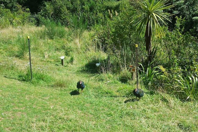 Private Kapiti Coast Full Day Tour - Nga Manu Nature Reserve is the wildlife highlight
