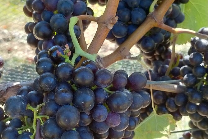 Private Martinborough Wine Tour for Wine Enthusiasts - Starting at Palliser Estate with barrel tasting
