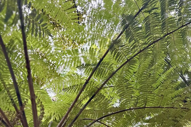 Private Piha Beach, Rainforest Adventure & Mt. Eden with Guide - What private guiding adds