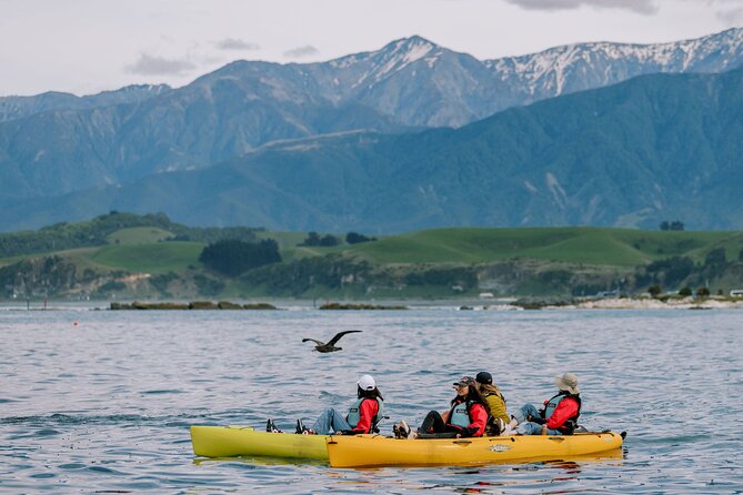 Private Seal Kayaking and Wildlife Tour in Kaikoura - Key Points Before You Book