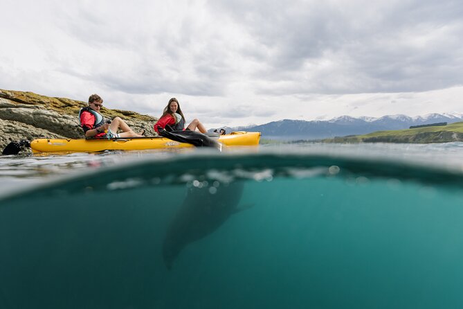Private Seal Kayaking and Wildlife Tour in Kaikoura - Why Kaikoura Works So Well for a Wildlife Paddle