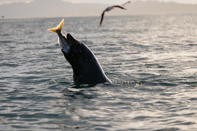 Private Seal Kayaking and Wildlife Tour in Kaikoura - A Private Guide Makes the Difference