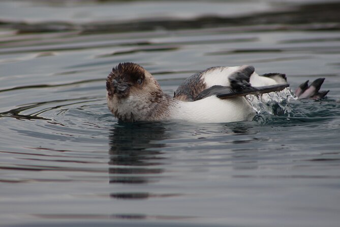 Private Seal Kayaking and Wildlife Tour in Kaikoura - What the Price Includes at $83.78