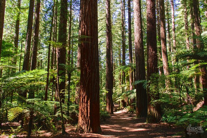 Private Tauranga Day Trip-Rotorua Geysers & Canopy Tree Walk. - Walking Above Whakarewarewa Forest