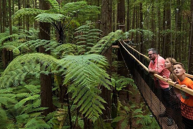 Private Tauranga Day Trip-Rotorua Geysers & Canopy Tree Walk. - Te Puia and the Heat of Pōhutu