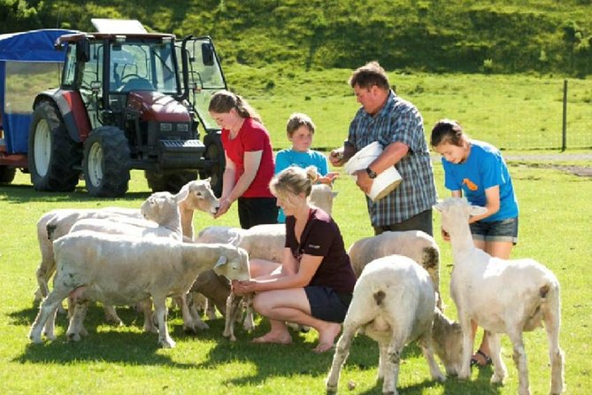 Private Tour - Rotorua Adventures Day Trip From Auckland - Agrodome: farm animals and hands-on New Zealand