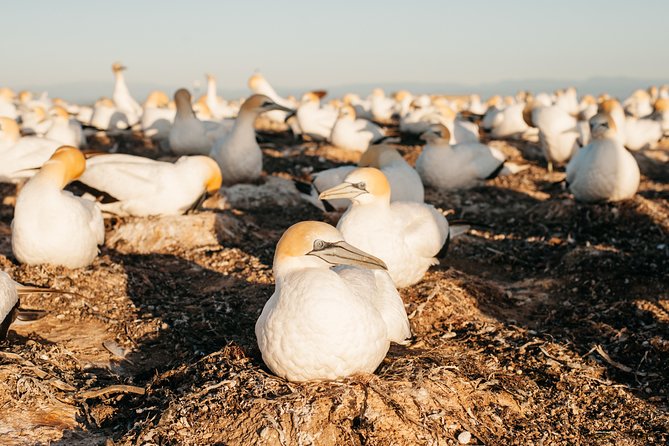 Private tour to Cape Kidnappers Gannet Colony - Why Cape Kidnappers is worth your morning